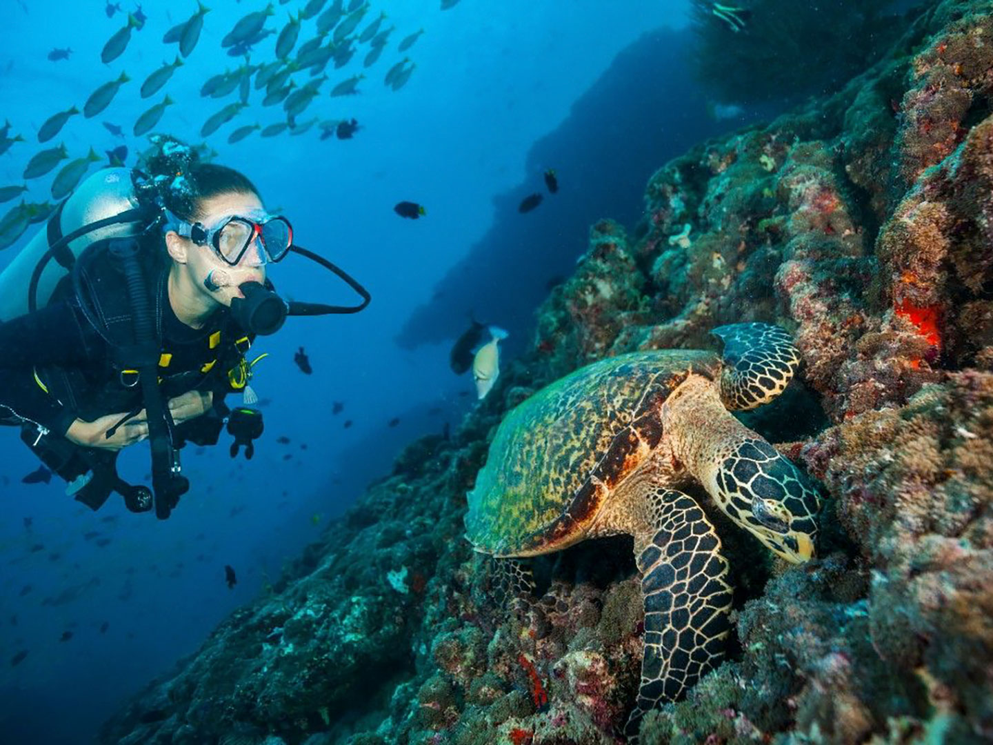 Grand Park Kodhipparu, House Reefs and Diving Course
