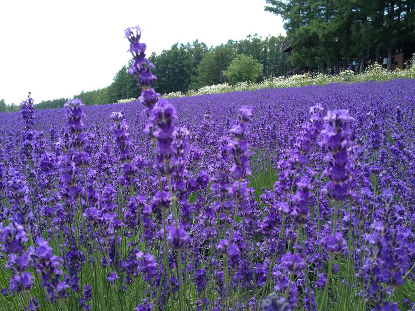 Lavender Field at Farm Tomita