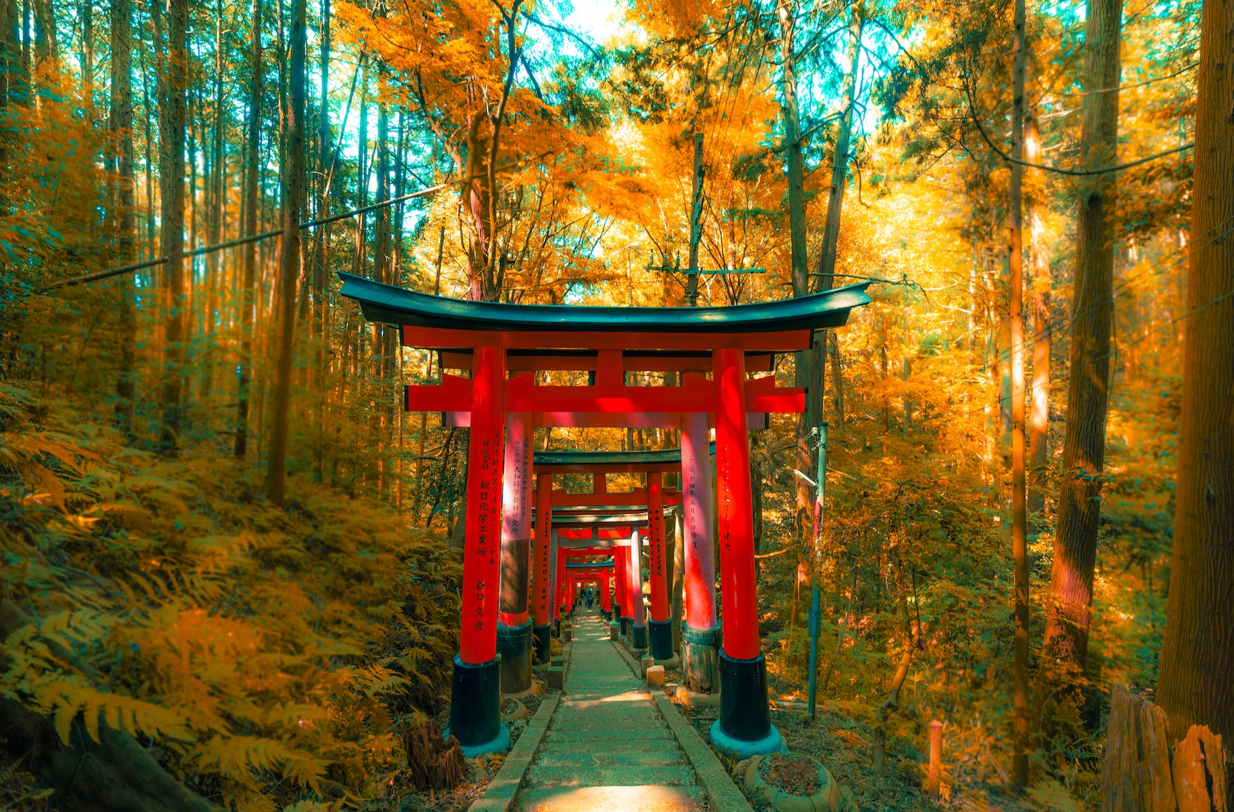 The Golden Pavilion of Kyoto
