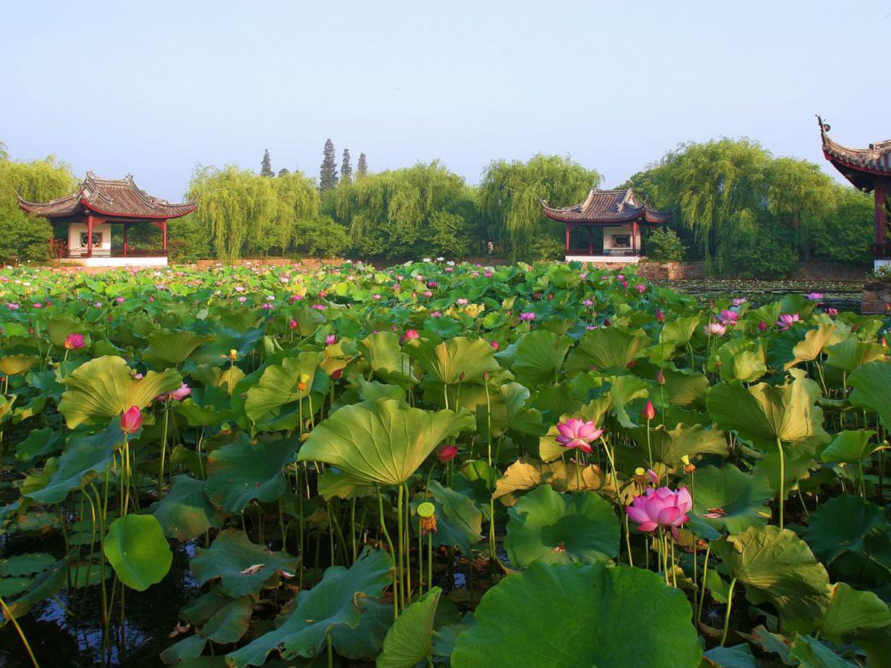 Li Garden: A Chinese Botanical Garden